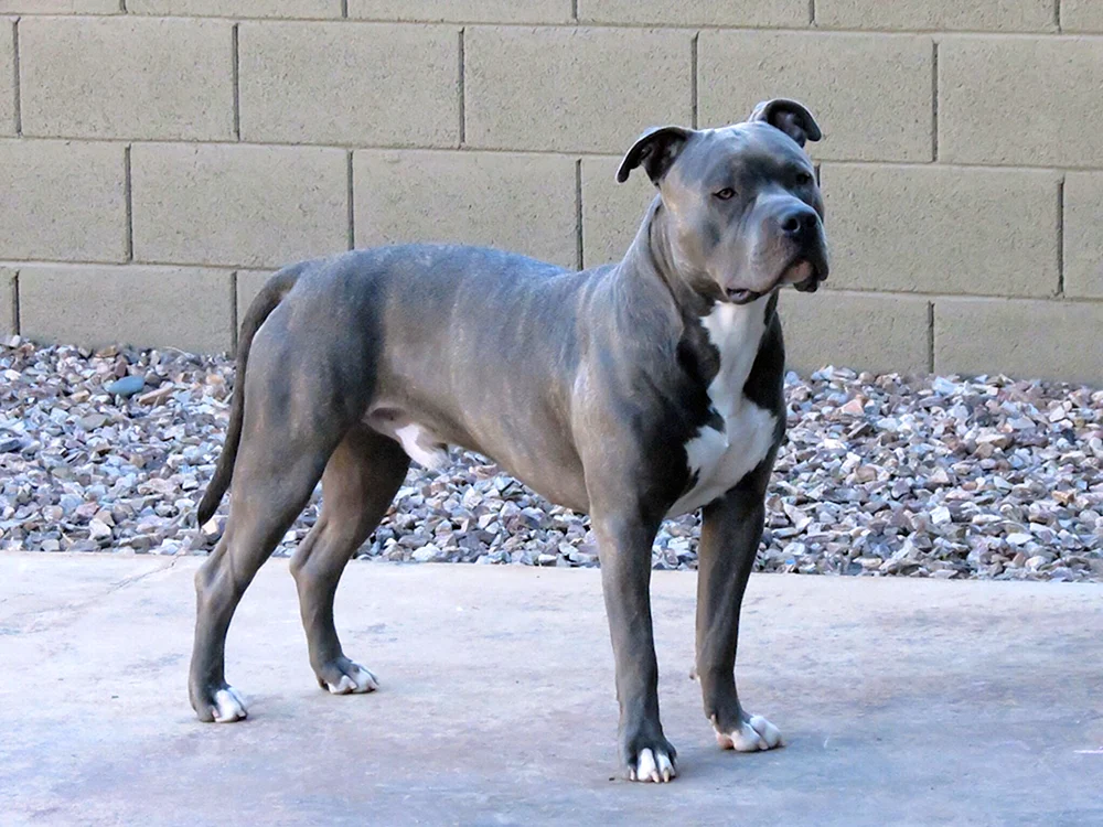Amerikanischer Staffordshire Terrier blau