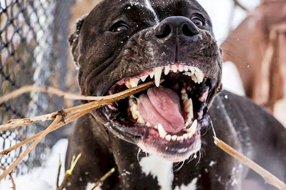 Amerikanischer Staffordshire Terrier Kopfhaut