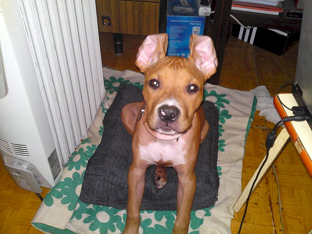 Amerikanischer Staffordshire Terrier mit kupierten Ohren