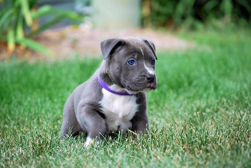 Amerikanischer Staffordshire Terrier grau