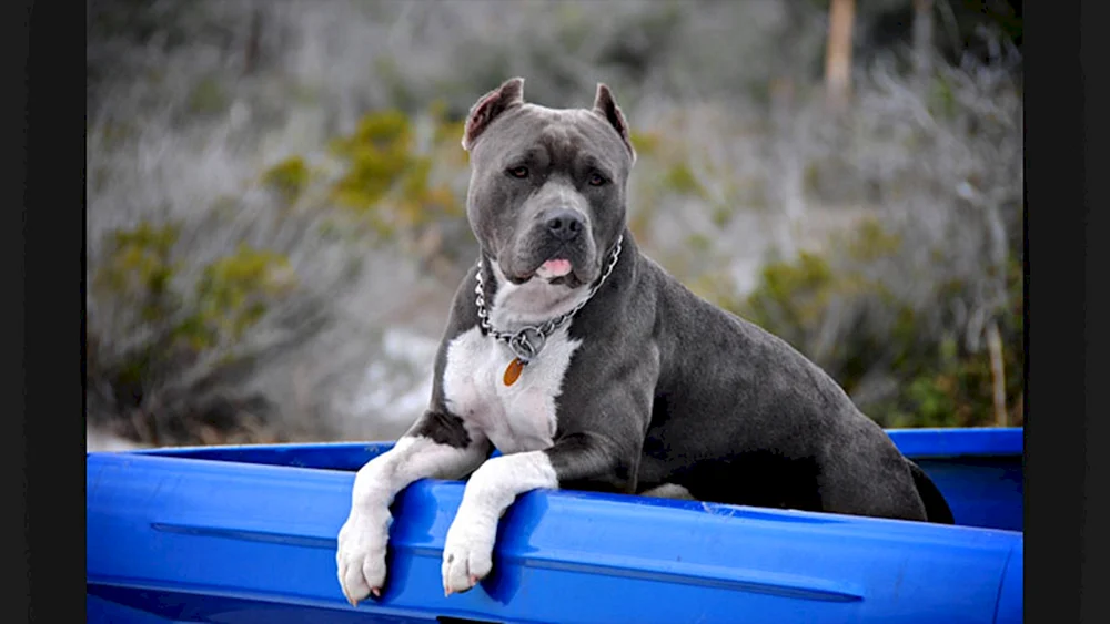 Amerikanischer Staffordshire Terrier grau