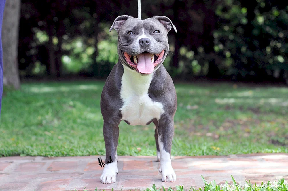 Amerikanischer Staffordshire Terrier grau