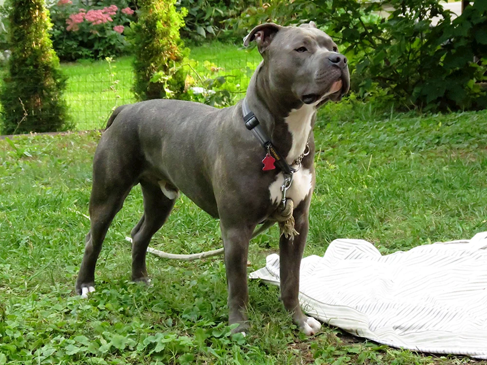 Helle Farben Staffordshire Terrier