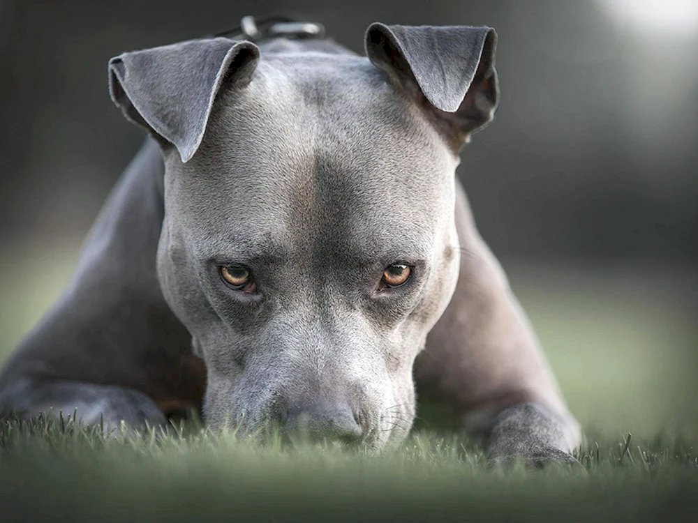 Staffordshire Bullterrier Bullterrier