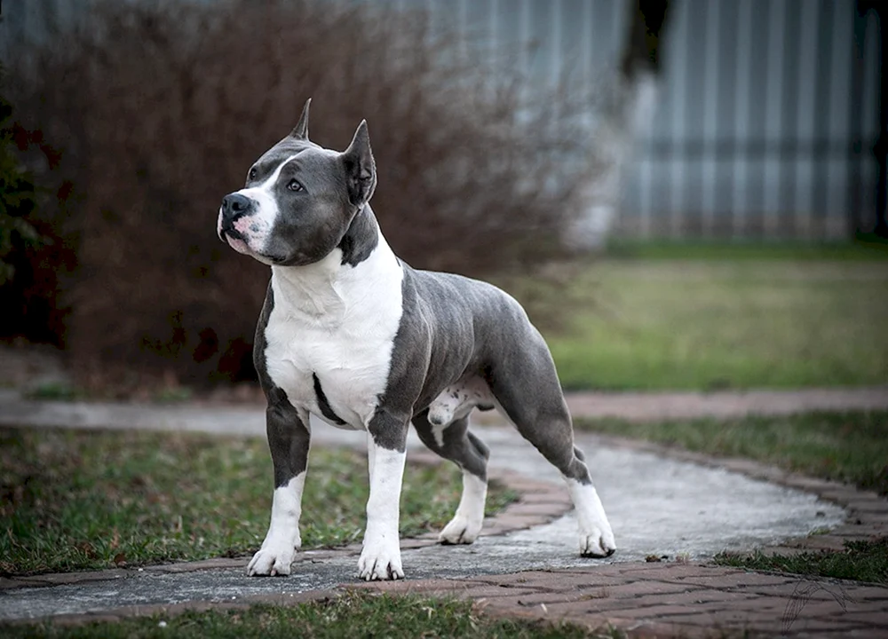 Amerikanischer Staffordshire Bullterrier