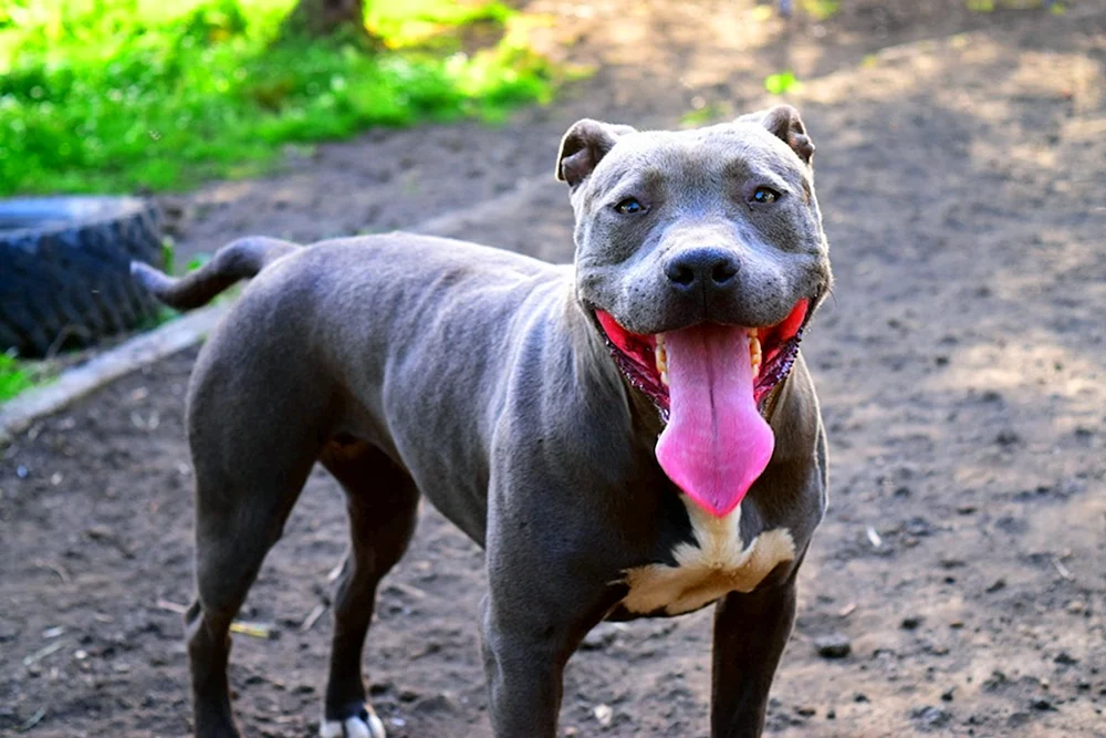 Amerikanischer Staffordshire Terrier grau