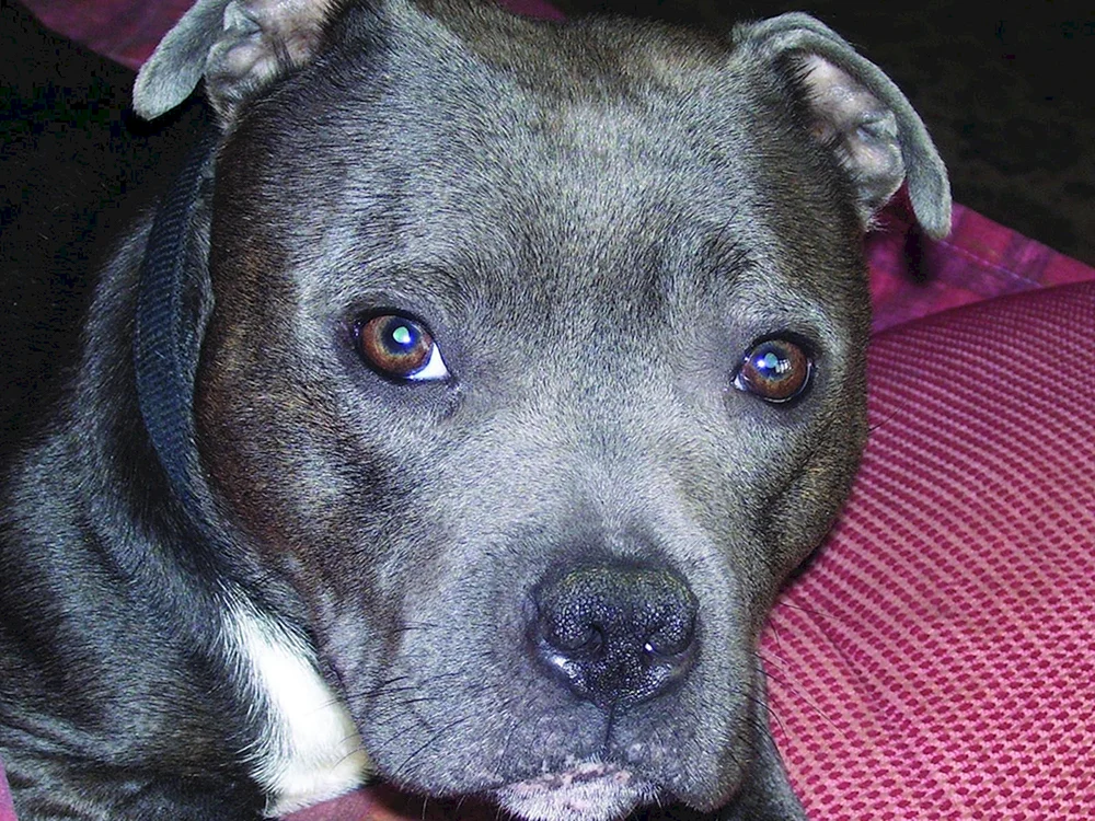 Amerikanischer Staffordshire Terrier grau
