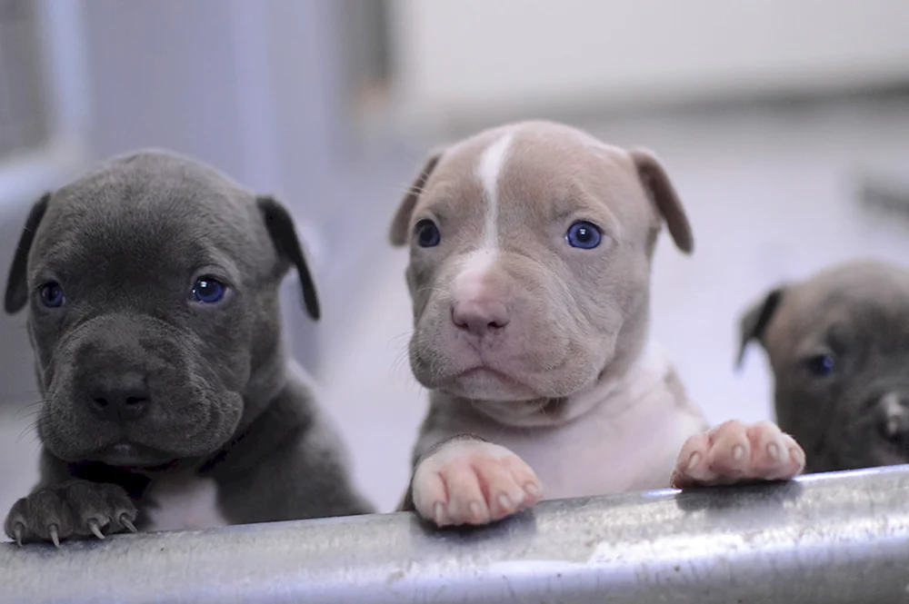 Amerikanischer Staffordshire Terrier Welpe