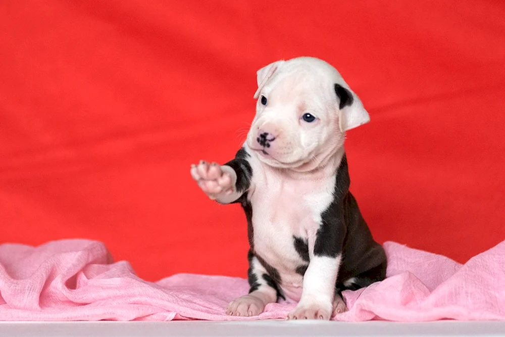 Amerikanischer Staffordshire Terrier Welpe