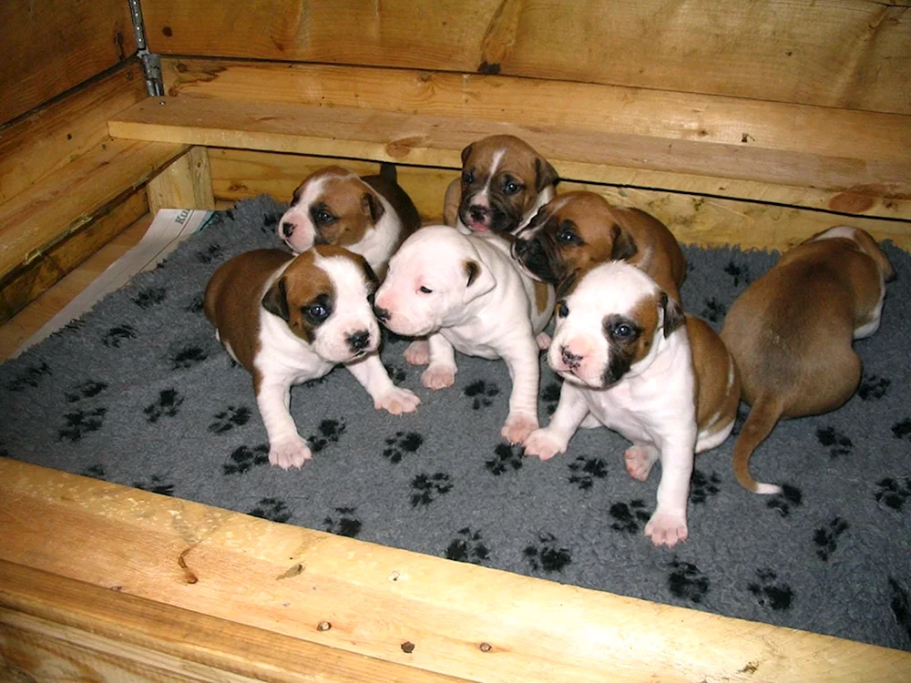 Amstaff