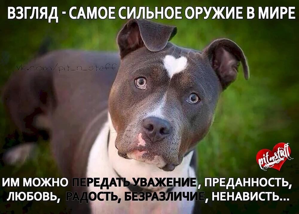 Amerikanischer Staffordshire Terrier weiß