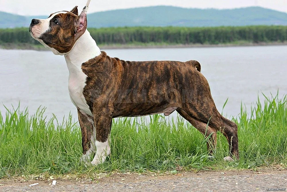 Amerikanischer Staffordshire-Terrier tiger
