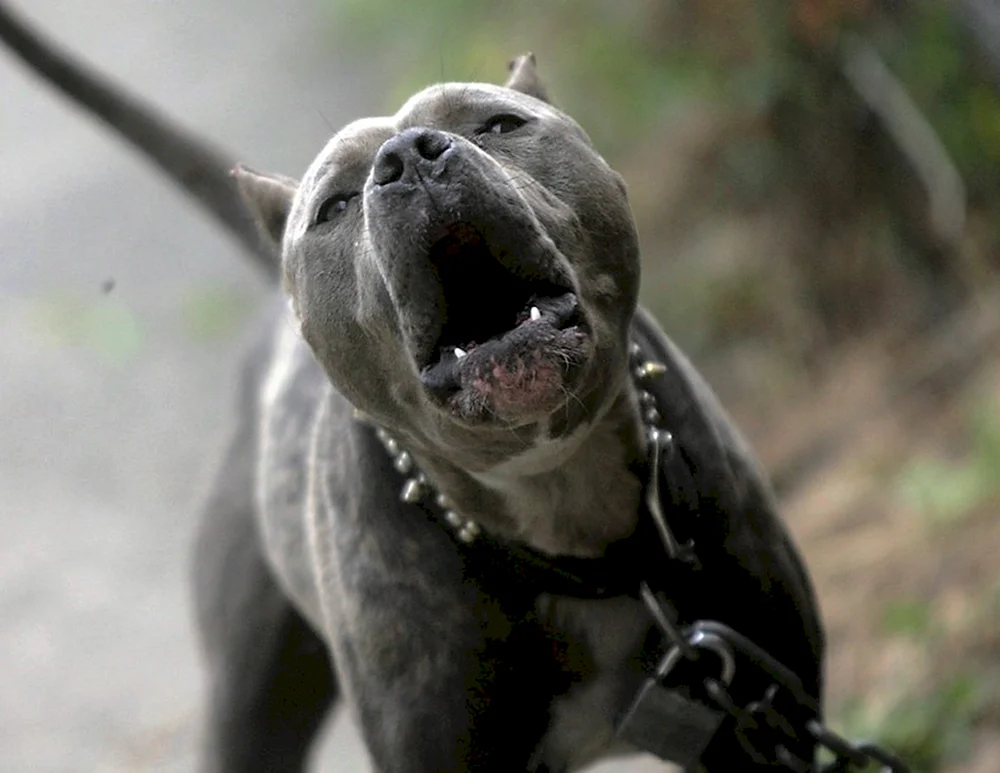 Amerikanischer Staffordshire Terrier bösartig