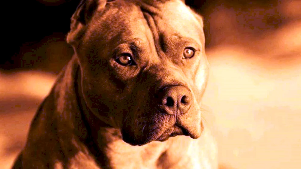 Kampfhunde Staffordshire Terrier