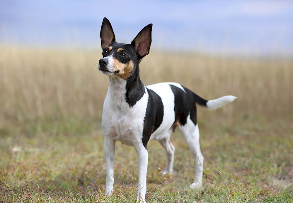 American Toy Foxterrier
