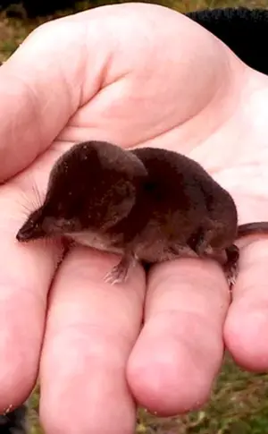 Amerikanischer Spitzmaus-Maulwurf