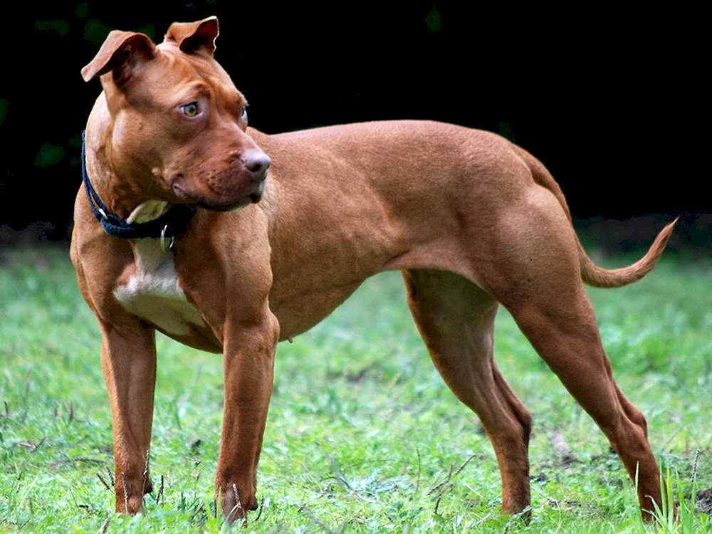 Pit Bull TerrierPritter