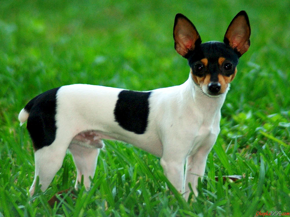 Manchester Terrier