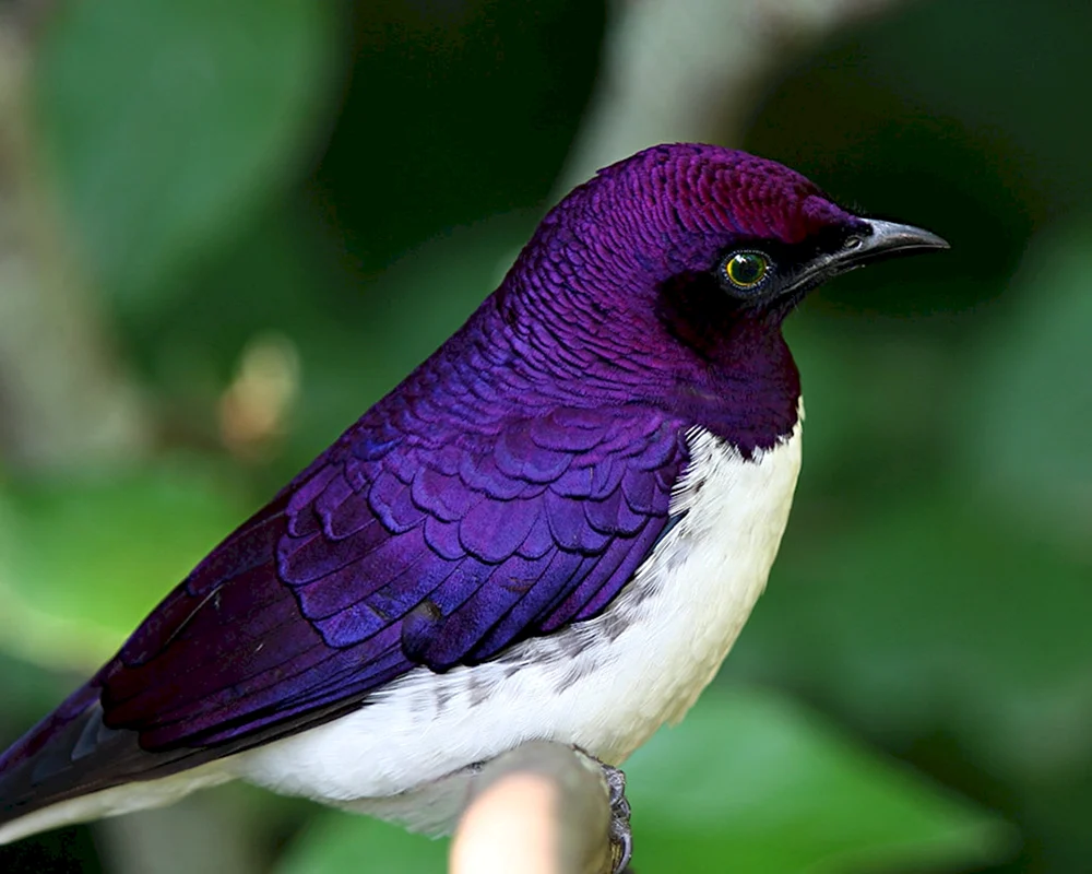 Schwarzhalslori