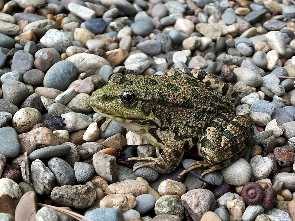 Amphibischer Seefrosch