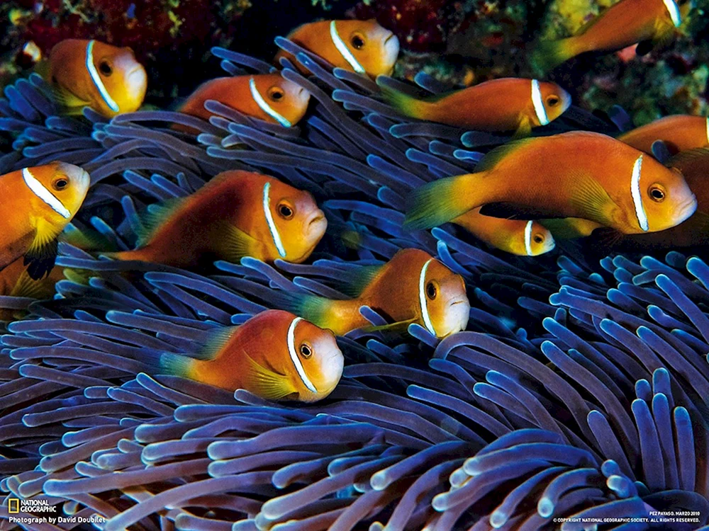 Amphiprion sebae