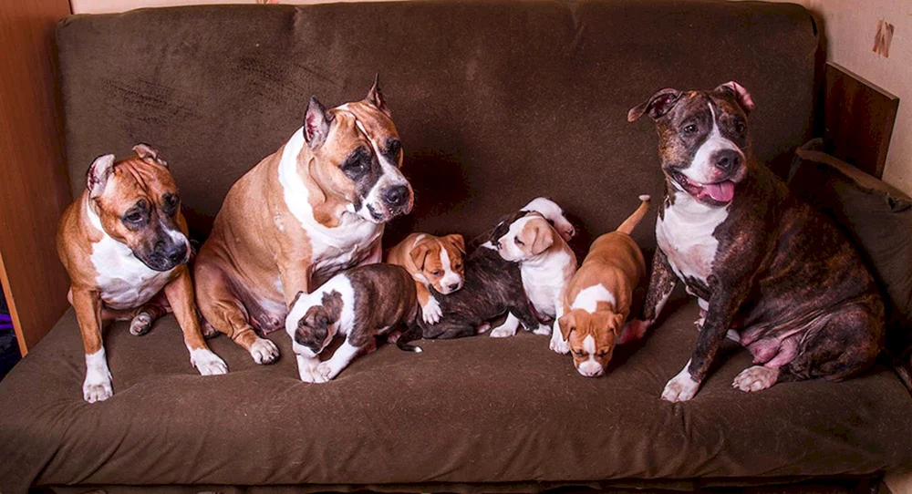 Amerikanischer Staffordshire Terrier Welpe