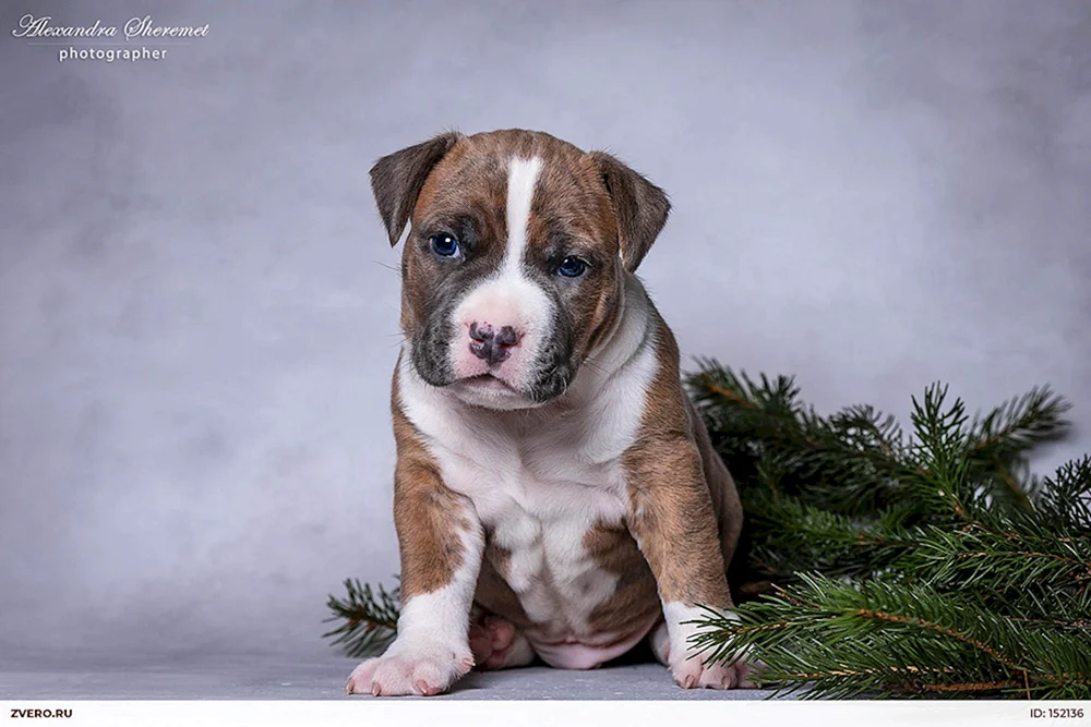 Amerikanischer Staffordshire Terrier