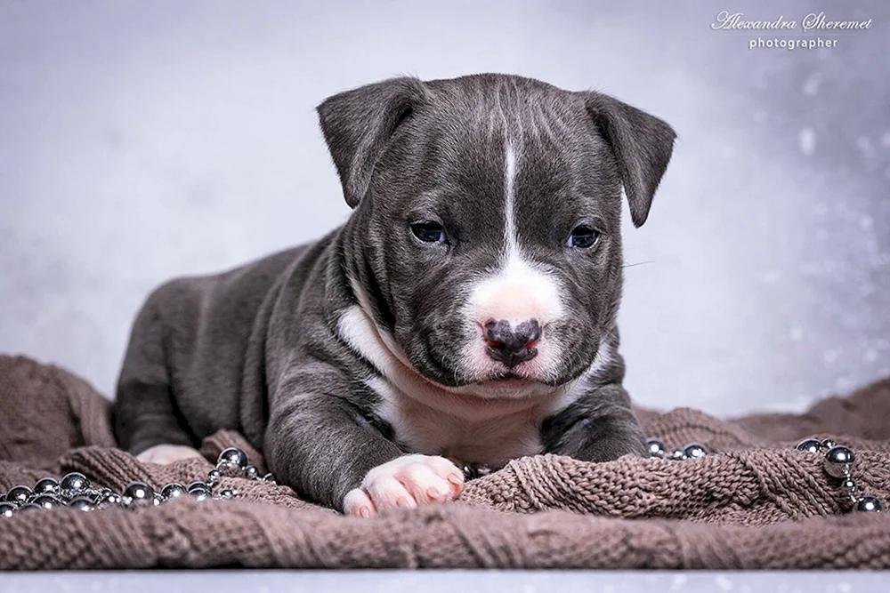 Argentinischer Staffordshire Terrier