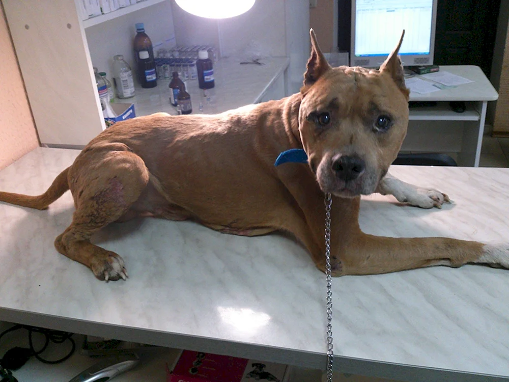 Amstaff Ohren kupieren