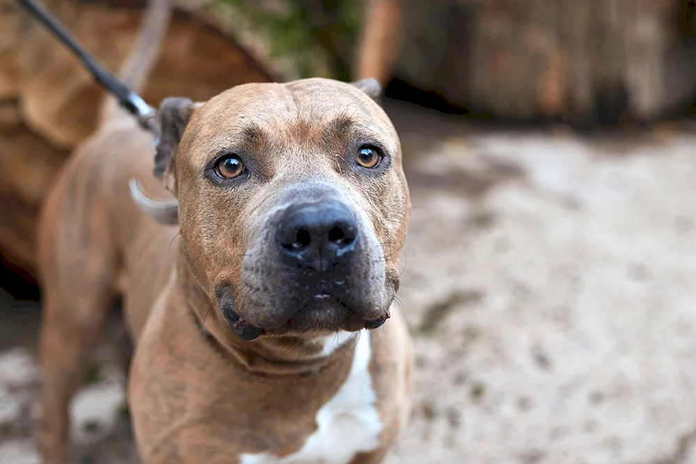 Dackel und Pitbull Métis