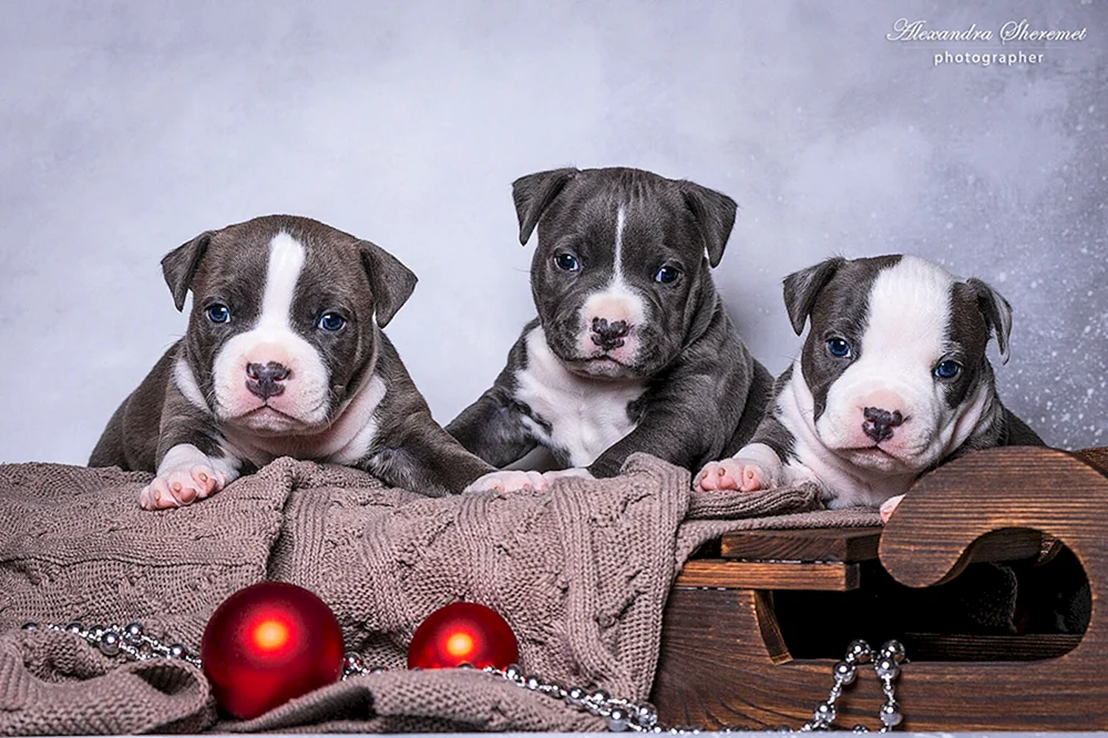 Amerikanischer Staffordshire Terrier Terrier