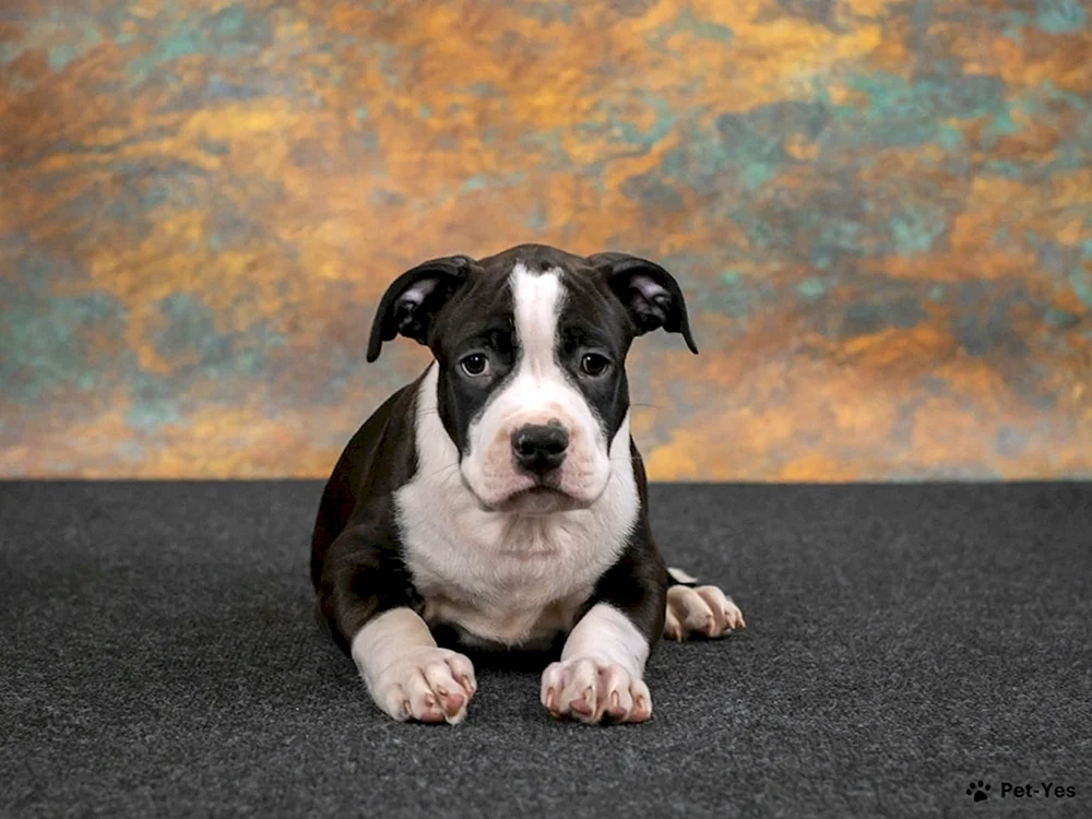 Amerikanischer Staffordshire Terrier