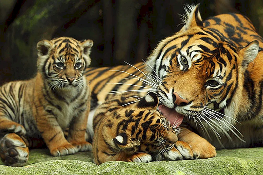 Amur-Tigerin Tiger mit Jungen Amurtiger mit Jungen Amurtiger Männchen und Weibchen Amurtiger Tigerin und Tigerjunge Ein Tigerpaar Tiger Tiger Amurtiger Ussuritiger Bengalischer Albinotiger Verliebte Tiger Tiger Tiger Amurtiger weiß Tiger