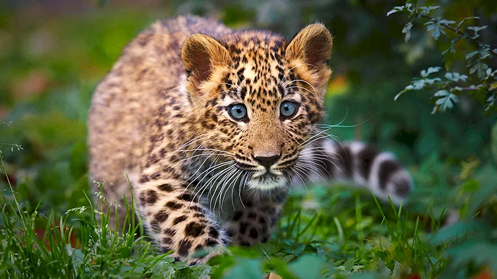 Panther albino