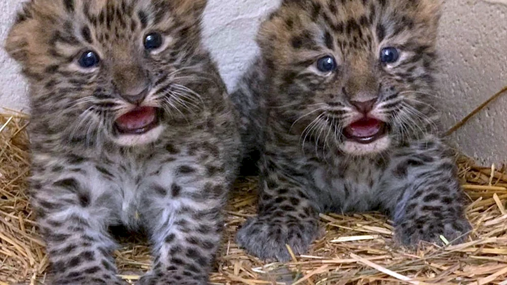 Neugeborene Leopardenjunge