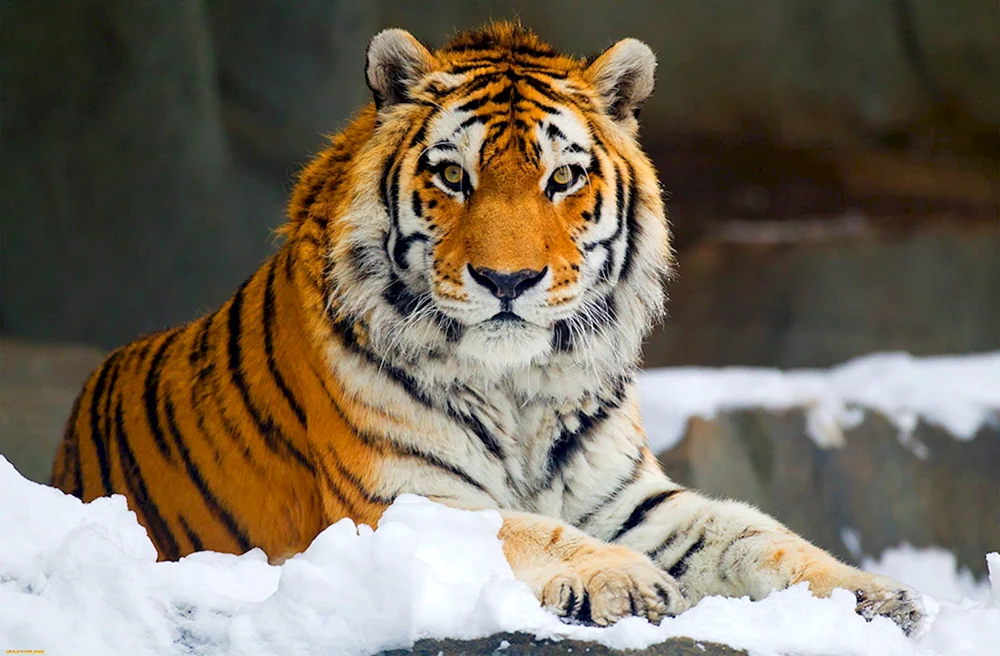 Amurtiger