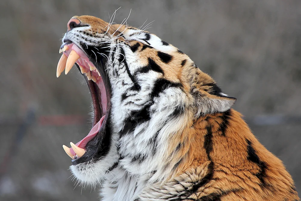 Amur-Tiger betäubt Vollgesicht