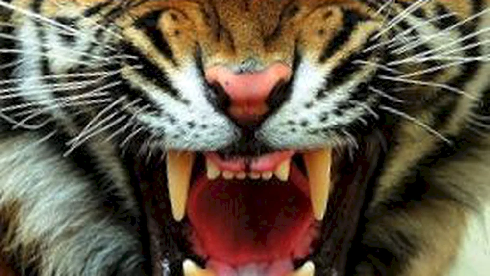Amur-Tiger betäubt