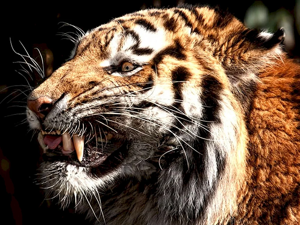 Amur-Tiger betäubt