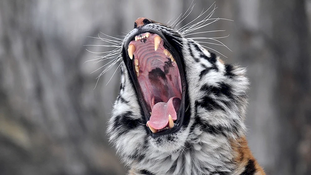 Amurtigerpiste