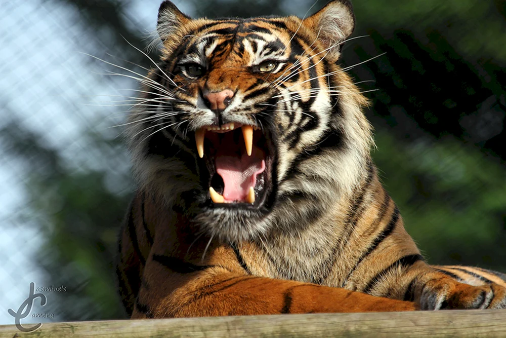 Amurtigerpiste