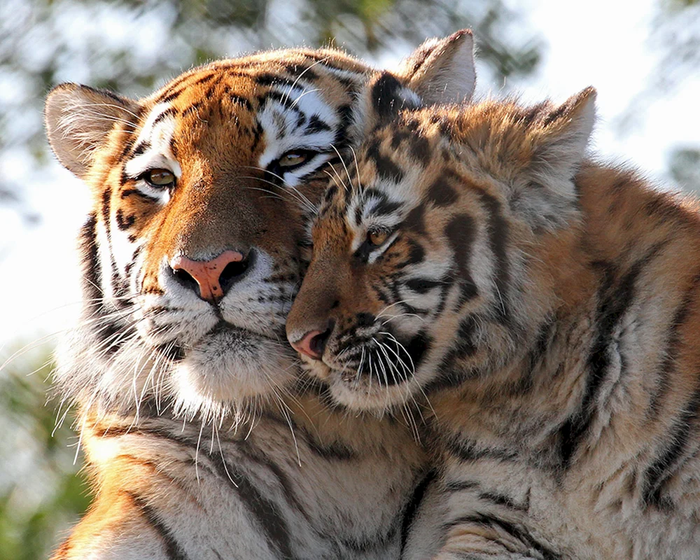 Amur-Tigerin mit Tigerbabys