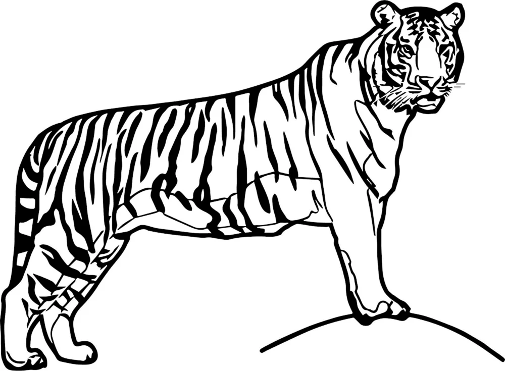 Amurischer Ussuriysky Tiger