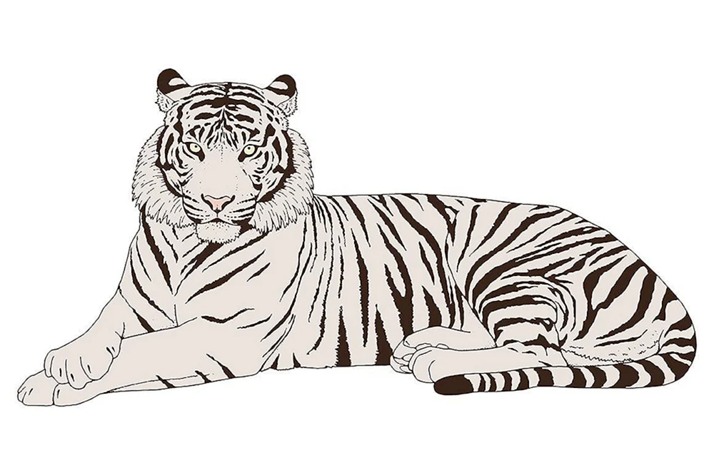 Amur Ussuri Tiger schwarz-weiß