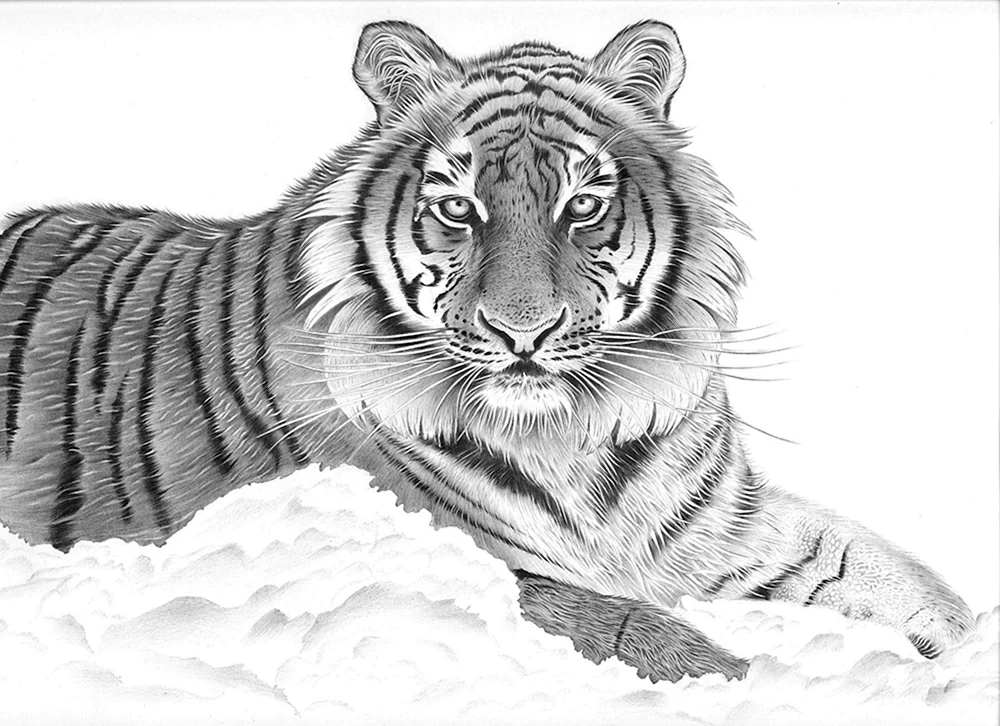 Amur Ussuri Tiger schwarz-weiß
