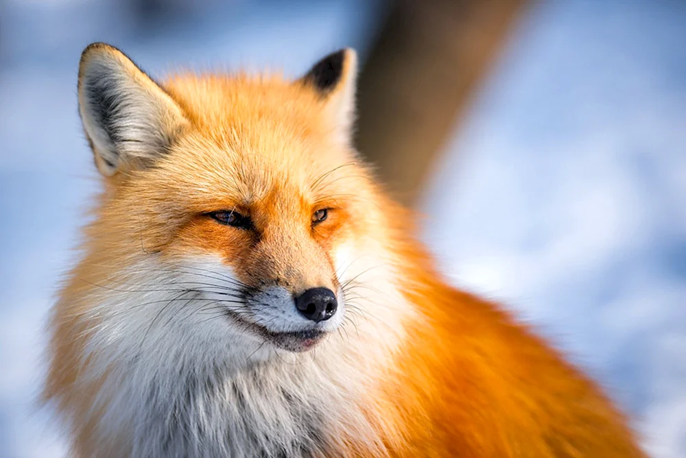 Anadyr gewöhnlicher Fuchs