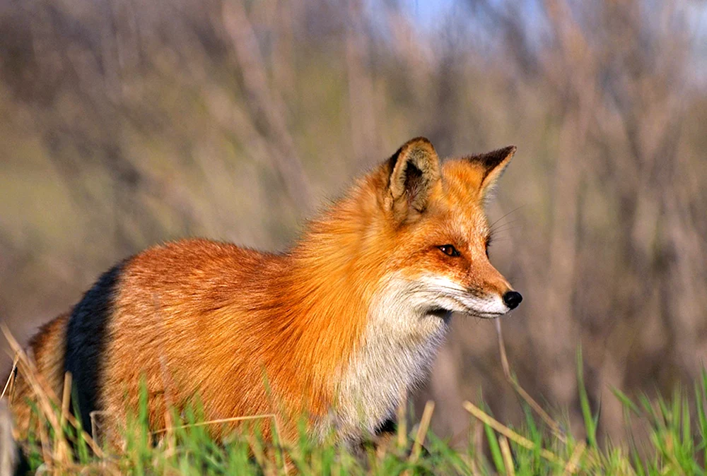 Ognjovka Wjatskaja Fuchs