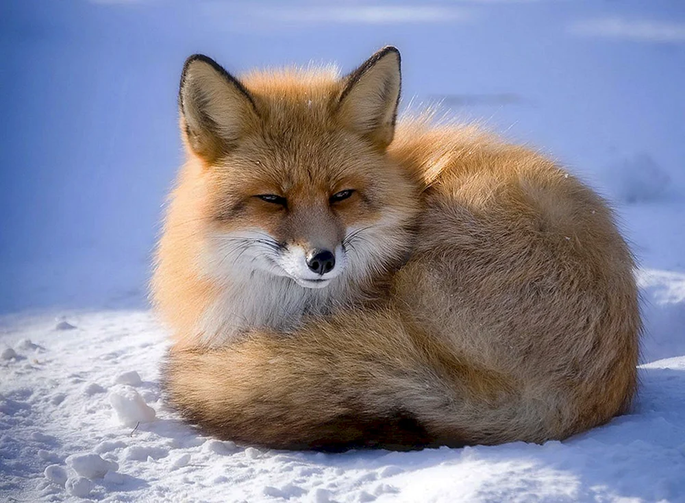 Lapland Fuchsreservat