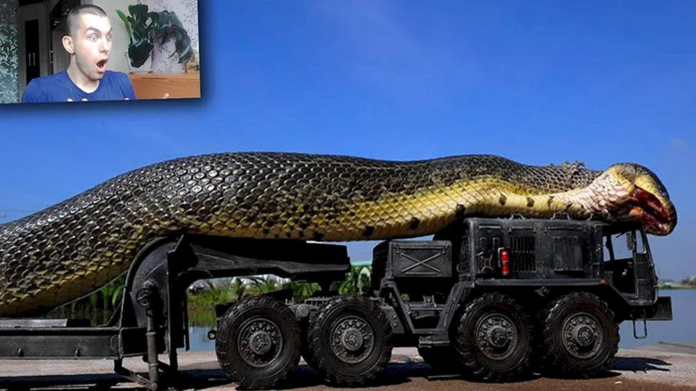 Python verschluckt Stachelschwein