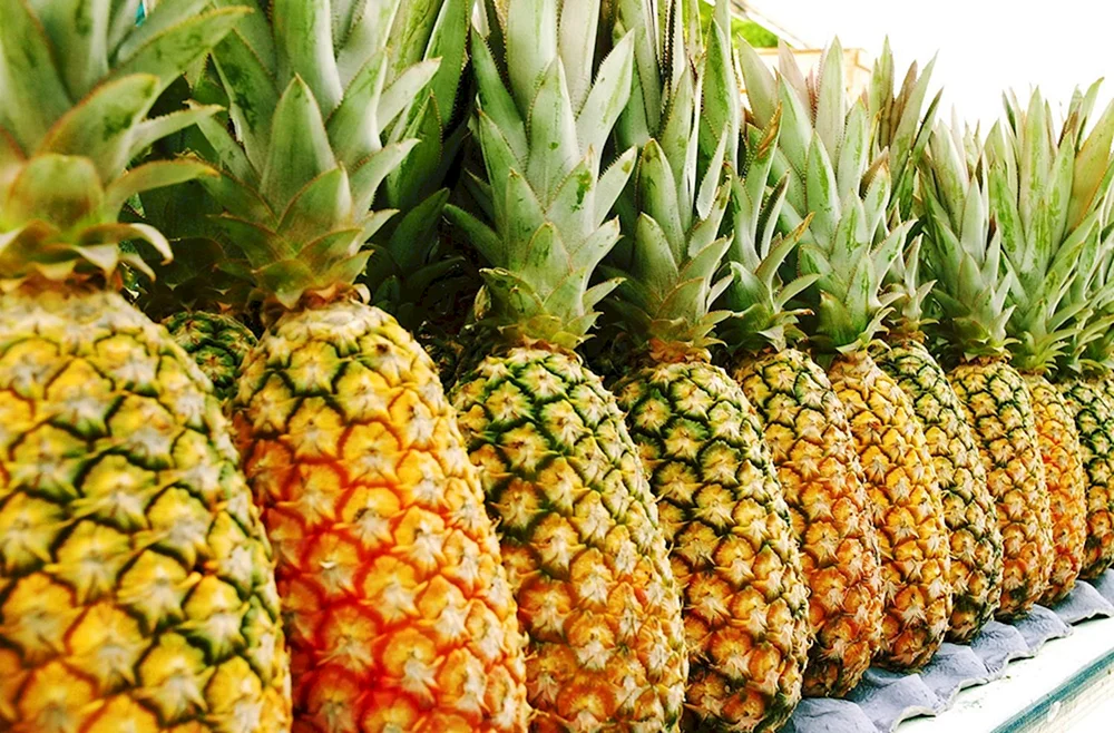 Ananas. Palmovic